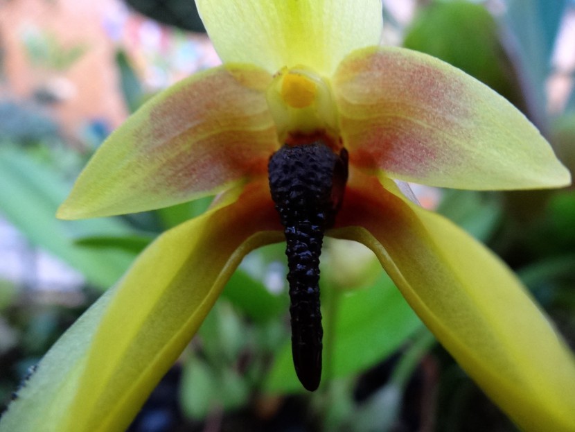 Bulbophillum orchid yellow and black flower closeup from Finca Dracula Panama