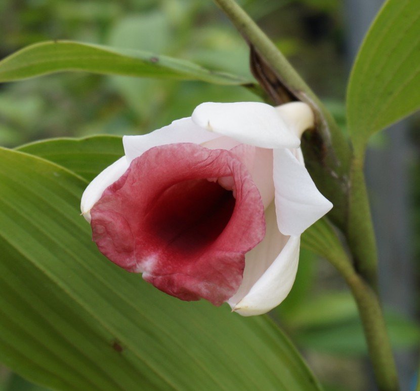 Sobralia vaginalis closeup of ove orchid flower with white petals and red labelum from Finca Dracula Panama