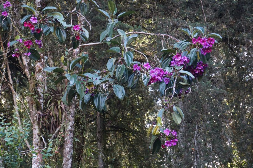 Amarrabollo (Meriana nobilis) in bloom tree with big purple flowers from Finca Dracula Panama