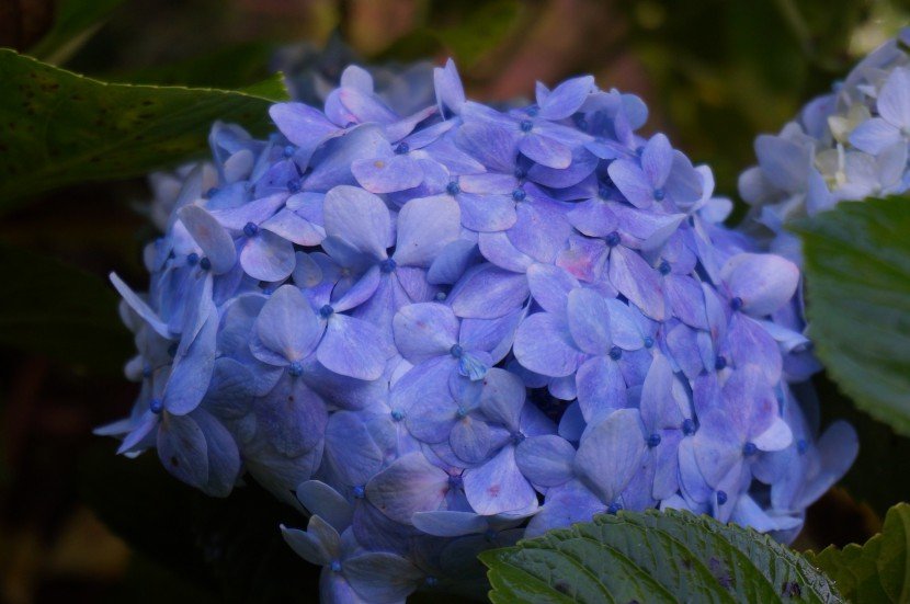 Hydrangea sky blue with purple hint flower close up from Finca Dracula Panama