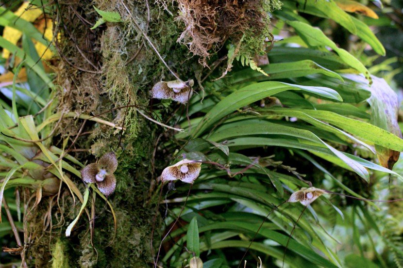 Dracula monkey orchid growing on gardin with moss and bromeliad from Finca Dracula Panama