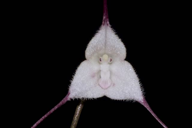 Dracula maduroi white monkey orchid flower with red tips from Finca Dracula Panama
