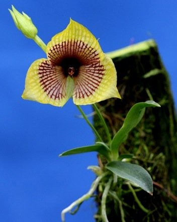 Telipogon ampliflorus fly orchid yellow with brown stripes and brown center from Finca Dracula Panama