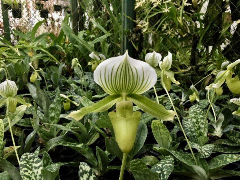 Paphiopedilum hybrids slipper orchids white and green striped flowers with mottled leaves from Finca Dracula Panama