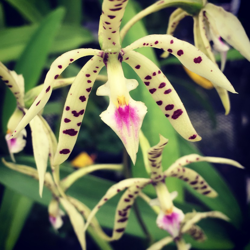 Prostechea prismatocarpa dalmation orchid white with black spots and pink petal