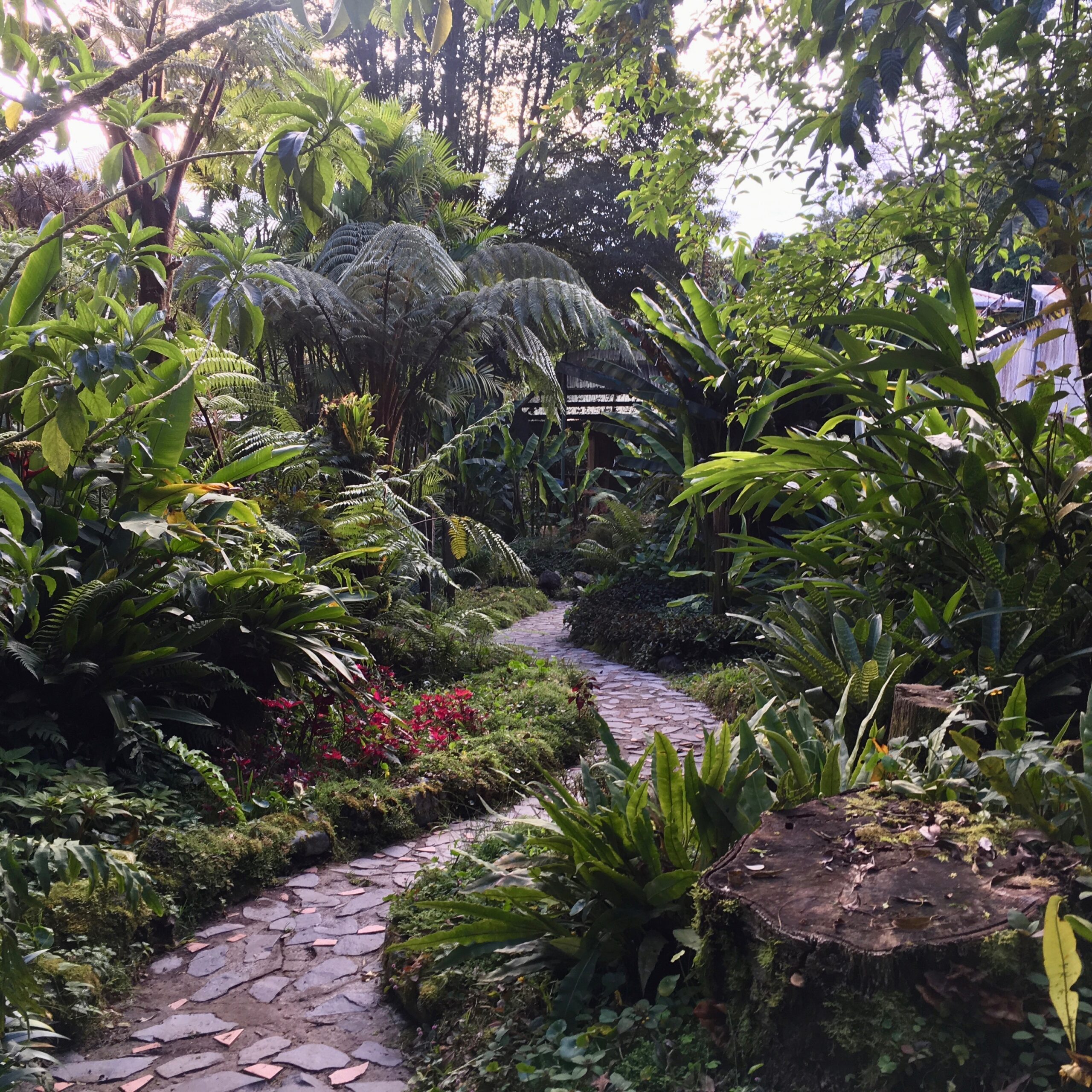 curved tropical garden path with tree ferns and stump