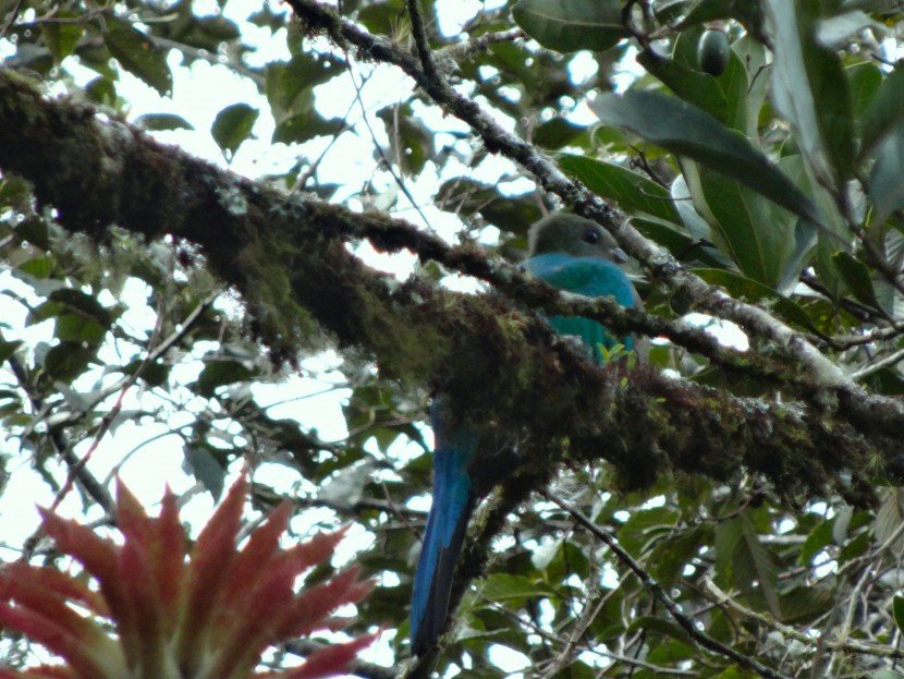 Female quetzal grey head and emerald green body in bambito tree birdfrom Finca Dracula Panama