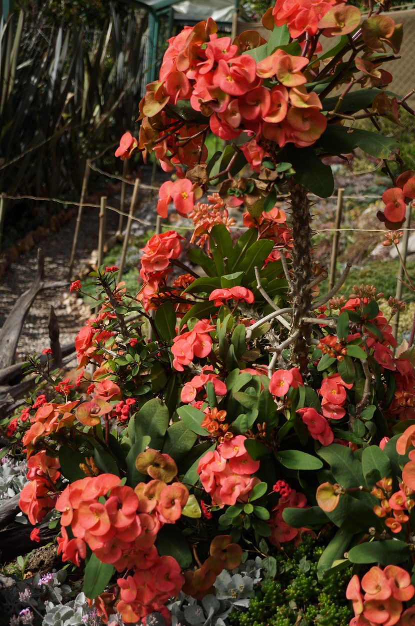 Spiny bush with red round flowers in succulent garden