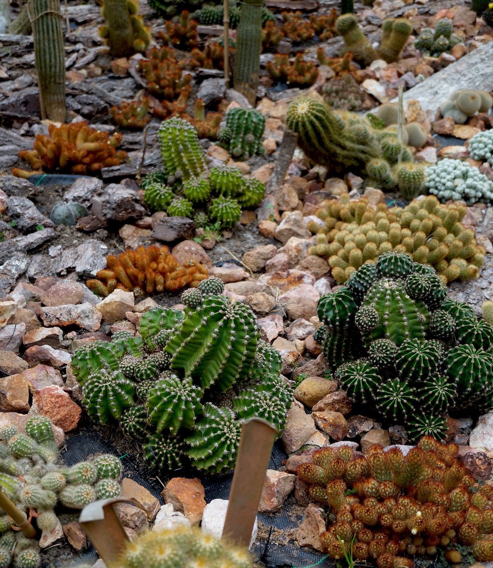 Jardín de suculentas Finca Drácula