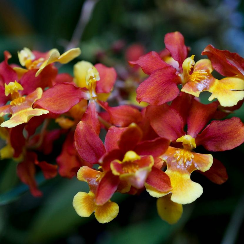 Bright yellow, orange and red orchid flower oncidium close up
