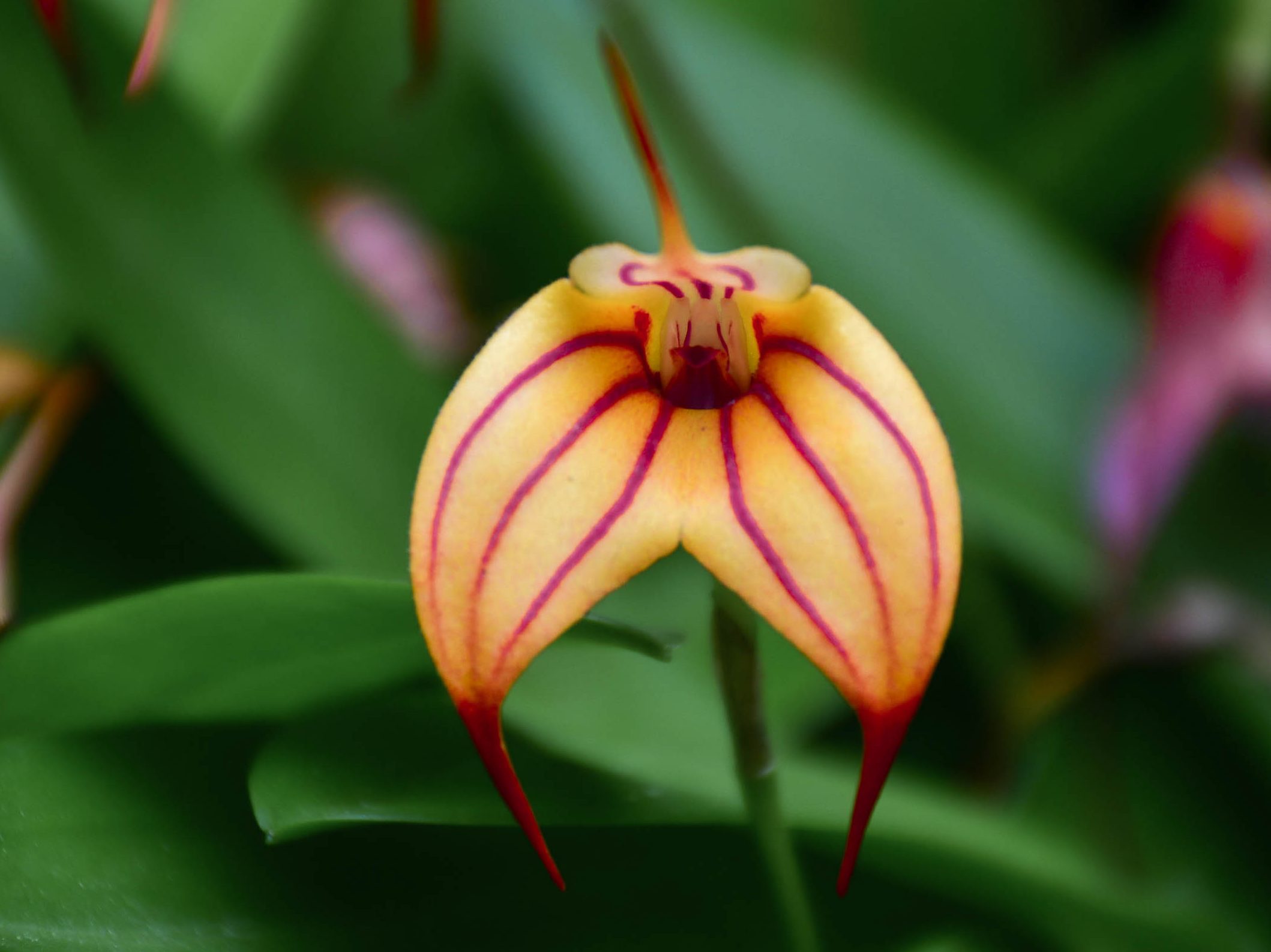 orange orchid with red lines flower