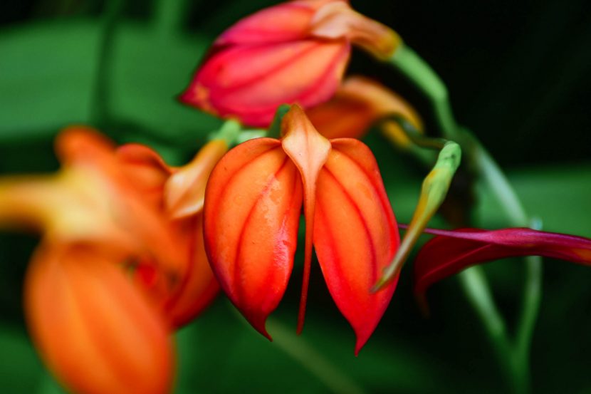 fire orange orchid with red lines