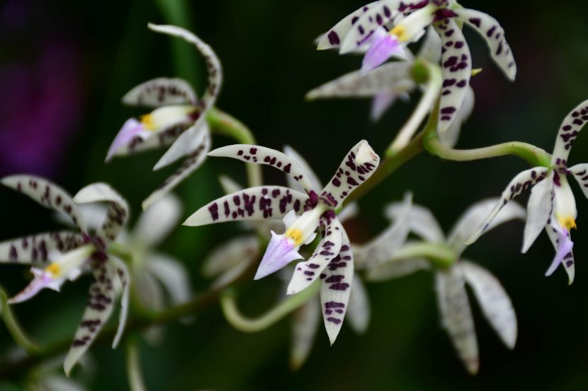 white orchid with purple spots and lilac yellow center