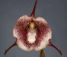 Flor de orquidea dracula immunda