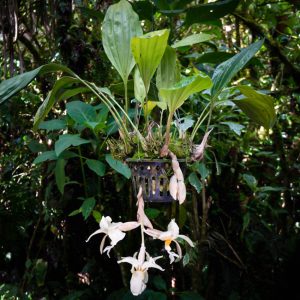 Planta de orquídea de tamaño medio con hojas grandes largas y anchas y flores colgantes grandes de color blanco con manchas pequeñas chocolates el centro de la flor es amarillo y en el fondo hay hojas verdes de otras plantas