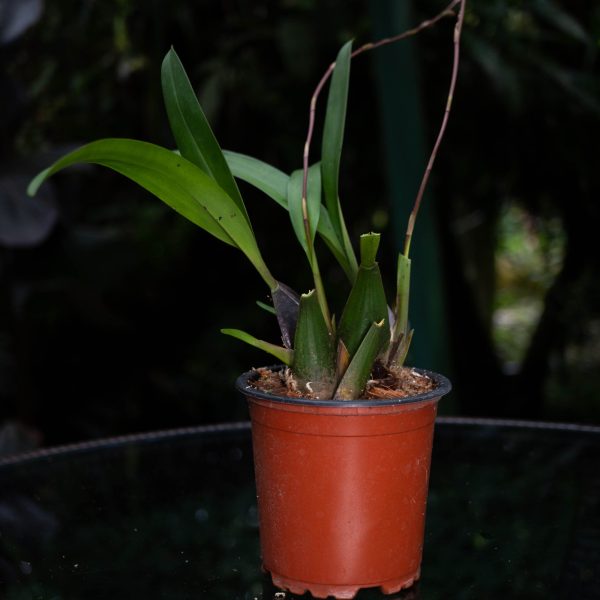 Planta de orquídea pequeña oncidium con hojas largas pequeñas y dos ramas sin flores en un pote pequeño rojo y fondo negro