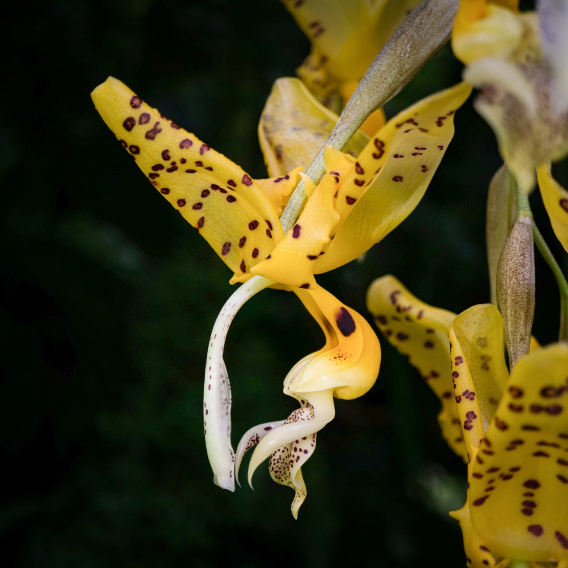 Flor grande colgante de orquídea Stanhopea de color amarillo con manchas chocolates a la derecha otras flores desenfocadas y el fondo negro