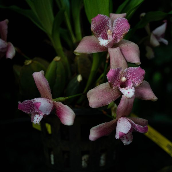 Floresde orquídea Lycaste de color rosado con blanco manchada en el fondo hojas verdes desenfocadas