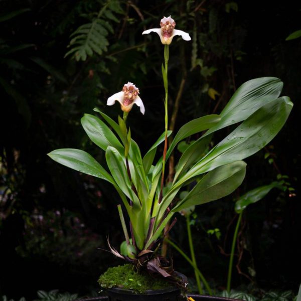 Planta larga vertical con hojas verdes largas y media anchas con dos flores con rama larga flor de color blanco con el centro con varias manchas rojo claro