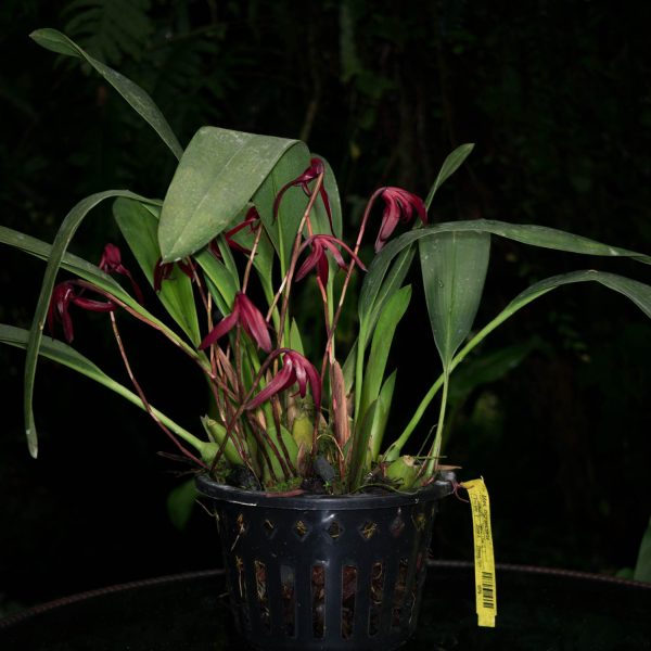 Planta de orquídea Maxillaria con hojas verdes largas y varias flores largas y pequeñas de color rojo vino en un pote negro con agujeros y fondo negro