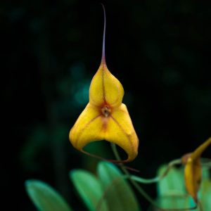 Flor de orquídea Masdevallia pequeña de color amarillo en forma triangular con lineas en el centro con puntas alargadas y en el fondo hojas verdes abajo y el resto negro