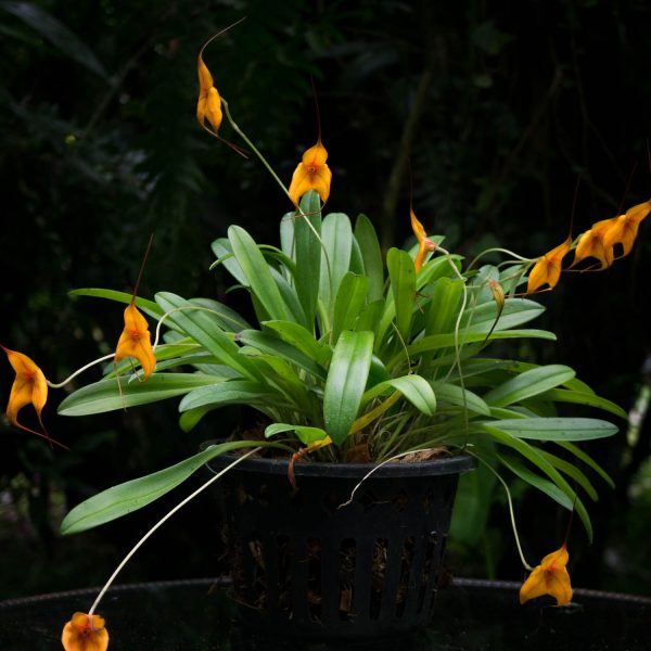 Planta de orquídea Madevallia pequeña con hojas verdes delgadas y largas y flores pequeñas amarillas en forma de triangulo y fondo negro
