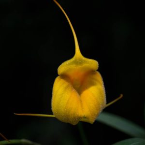 Flor de orquídea Masdevallia amarilla en forma de triangulo con rayitas y pelos y atras una hoja verde y fondo negro