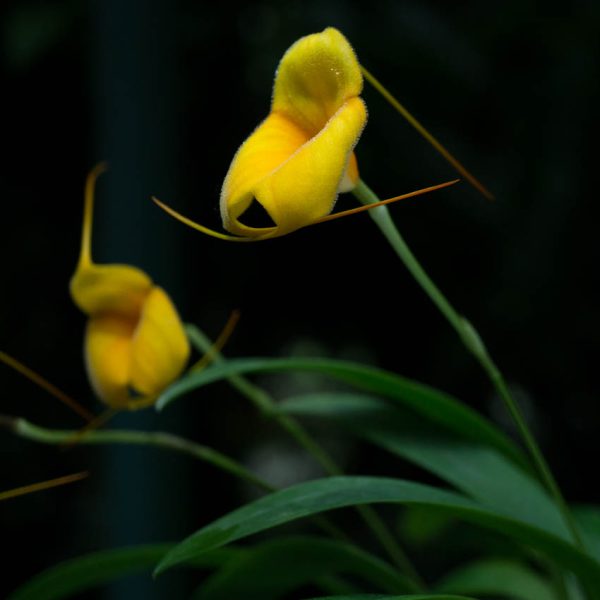 Dos flores de orquídea Masdevallia largas de color amarillo con pequeños pelos y hojas largas verdes abajo y fondo negro