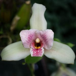 Flor de orquidea Lycaste blanca con centro rosado manchado y amarillo y en el fondo algunas hojas verdes