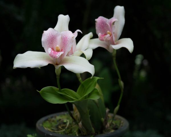 Flores de orquídea Lycaste largas de color blanco con manchas rosadas en el centro y labelo amarillo y abajo hojas pequeñas verdes creciendo y el fondo es de color negro