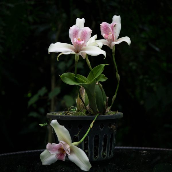 Planta de orquìdea Lycaste pequeña con hojas creciendo y tres flores blancas con centro con varias manchas rosadas en un pote negro y fondo negro