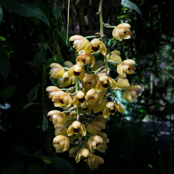 Flores colgantes de orquídea Acineta de color amarillo con machas rojas y en forma parecida a la peristeria con hojas verdes de fondo
