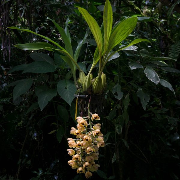 Planta de orquídea Acineta con hojas verdes largas y anchas y flores colgantes amarillas parecidas a las peristerias con manchas rojas por dentro y de fondo hojas verdes de otras plantas
