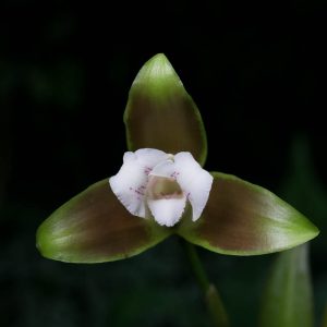 Flor de orquídea Lycaste con sepalos verde oscuro y chocolates y petalos blancos con manchas rosadas pequeñas y fondo negro
