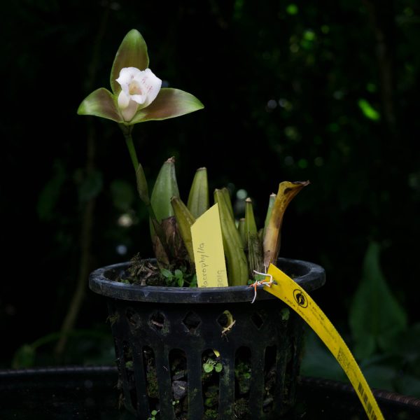 Planta de orquídea Lycaste sin hojas y bulbos pequeños verdes y una flor larga con sepalos verde y chocolates y petalos blancos con pequeñas manchas rosadas y en el fondo algunas hojas verdes y el resto negro