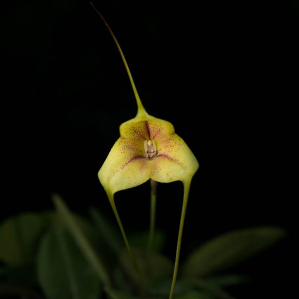 Flor de oruqídea Masdevallia amarilla en forma de triangulo y manchas rojas por dentro y sepalos largos y de fondo hojas verdes bajo.