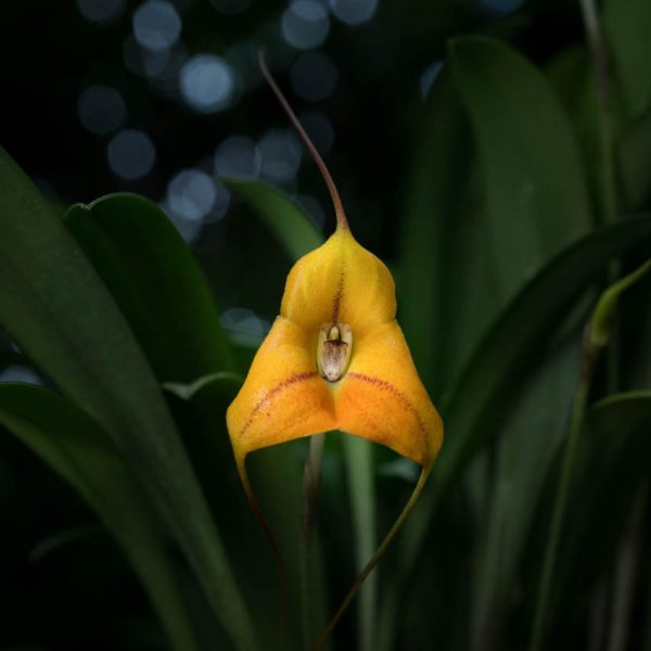 Flor de orquídea Masdevalia de color anaranjado en forma de triangulo con rayas en el centro y hojas verdes atras