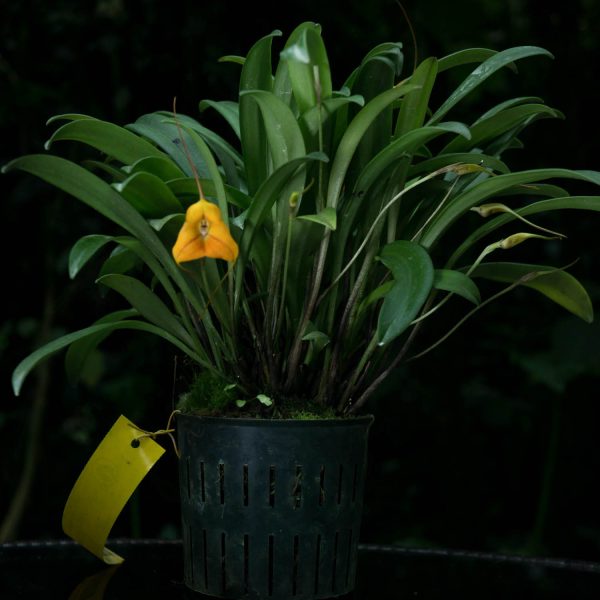 Planta de orquídea Masdevallia con hojas verdes largas y una flor anaranjada en forma triangular en un pote negro con agujeros en fondo negro