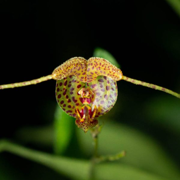 Flor de orquídea Scaphosepalum de color amarillo con varias manchas negras y extensiones que parecen antenas de insectos y de fondo hojas verdes