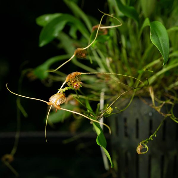 Flores de orquídea Scaphosepalum de tamaño pequeño y color amarillo con manchas negras por toda la flor y extensiones en las flores que parecen antenas de insectos y de fono negro
