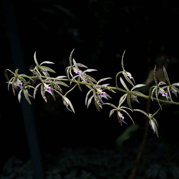 Ramo de infrorescencia de orquídea Encyclia con flores pequeñas verdes con pequeñas manchas negras en forma de estrella y fondo negro