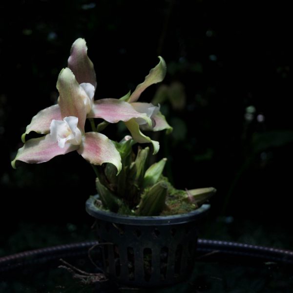 Planta de Lycaste con varios bulbos verdes y tres flores medianas de color verde con muchos puntos rosados y petalos blancos en un pote negro y en el fondo se ven hojas de otras plantas oscuras