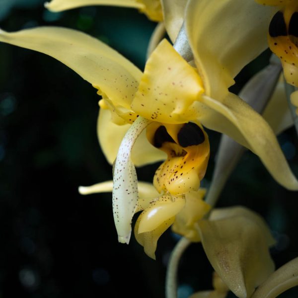 Flor grande de orquídea stanhopea de colgante de color amarillo con manchas oscuras con otras flores desenfocadas atras y fondo oscuro