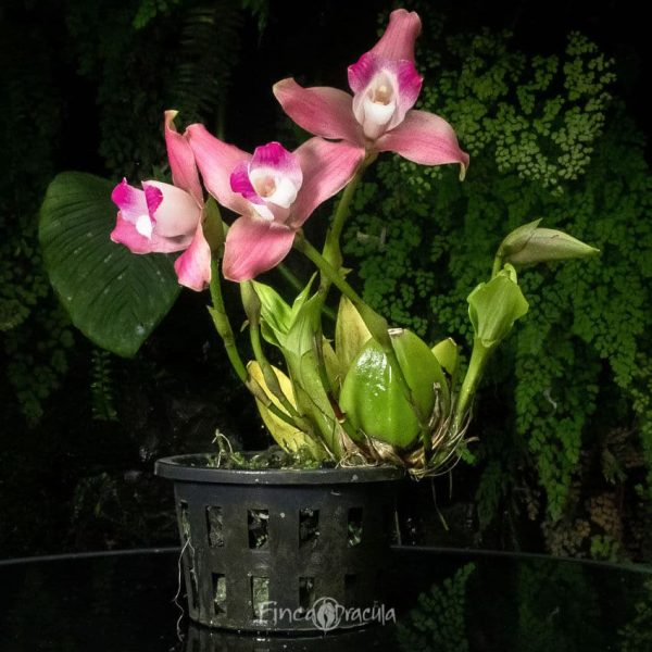 Lycaste macrophylla x skinneri - Imagen 3