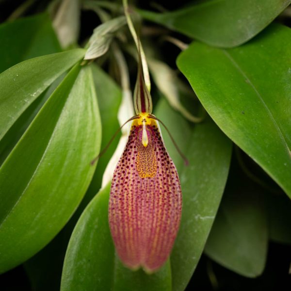 Flor de orquídea Restrepia color rojo vino larga de sepalos pequeños y delgados y de fondo hojas verdes de la planta