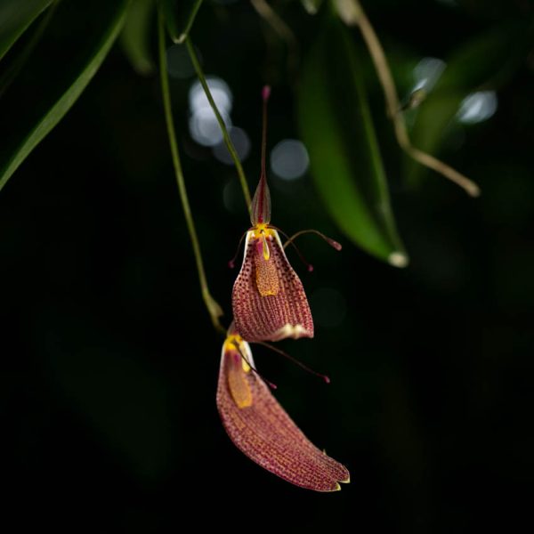 Dos flores de orquídea Restrepia largas de sepalos pequeños y delgados y labelo grande de color rojo vino y arriba hojas verdes de la planta y fondo negro
