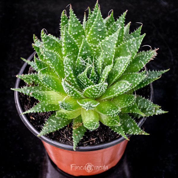 Aloe aristata - Imagen 3