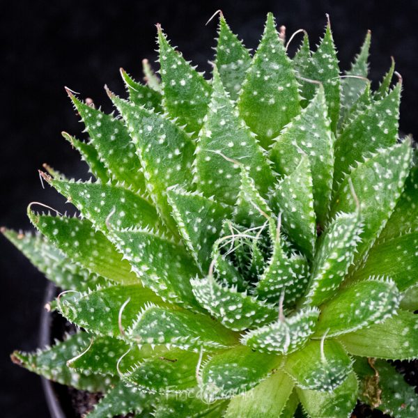 Aloe aristata