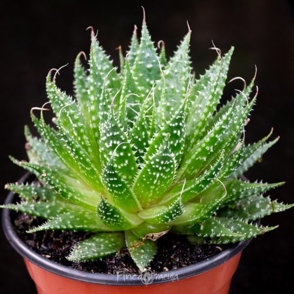 Aloe aristata - Imagen 2