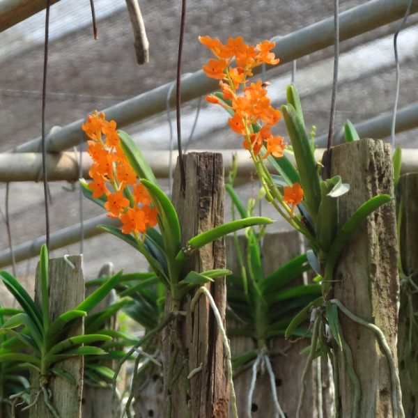 Ascocentrum miniatum